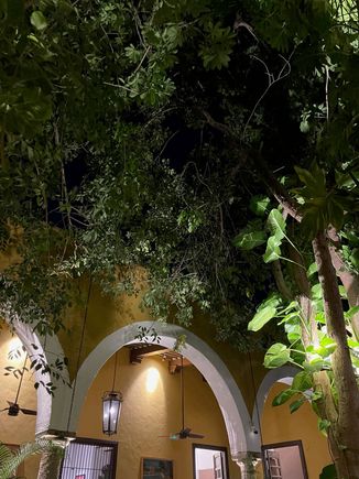 Sitting under the foliage.  I don't think would get wet if it rained.