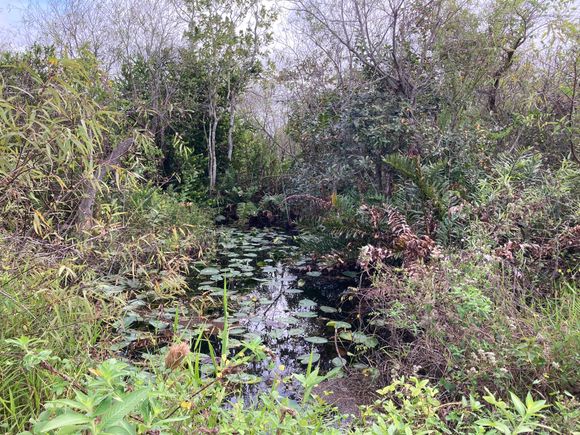 Another Everglades scene