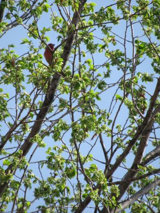 Finch was singing nicely but my cell phone could only reach this far.