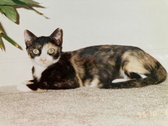 This was my tortie, Sally. She was a funny cat with a lot of personality. I still miss her!