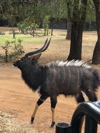 What is this on the grounds of our safari camp?