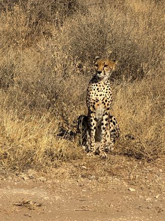 Percy, it was the Cheetah I had never seen before 