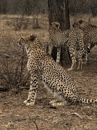 We walked close to the cheetahs