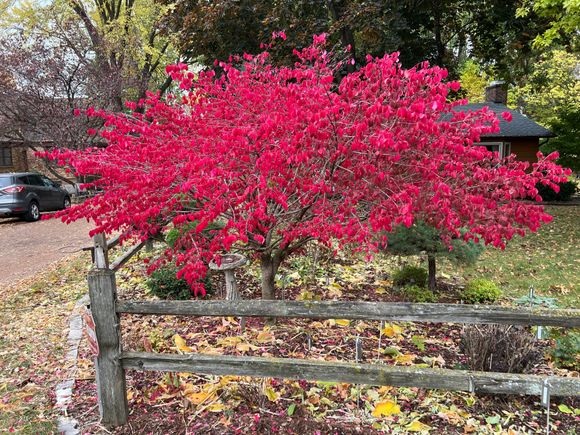 I thought this was 'the burning bush' but it's not really a bush.