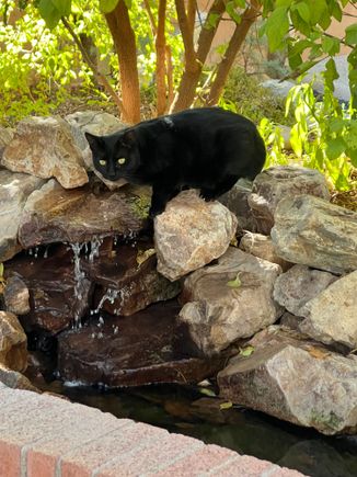 A photo for Barb. See, I don't hate cats. Just don't trust them.