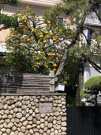 Yuzu tree in Yanaka yard