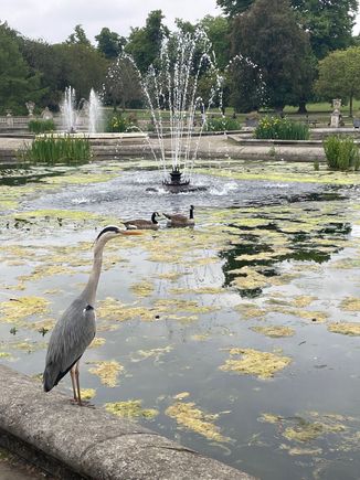 I was so focussed on the two geese, I almost missed this heron!