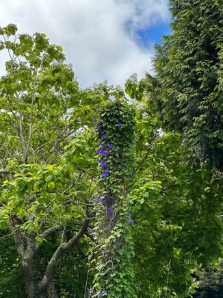Morning glories!!   Along with tulips, these are my favorite flowers and I try so hard to grow them, with no success, even though many people see them as weeds.