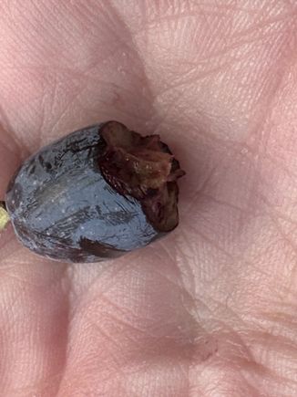 The olives are too bitter to eat