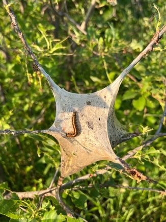 A nest of army worms close to hatching. They are voracious!!!
