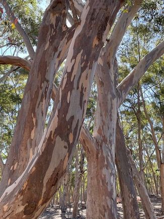I love the bark on these gums 