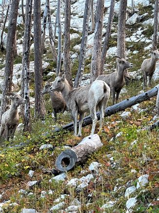 Girls night out, mountain sheep style.