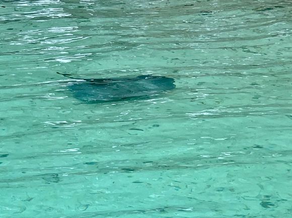 I snorkeled with 10 sting rays and 25 black tipped sharks 
