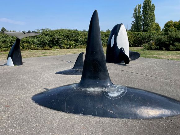 Orcas in the Park at the Marina!