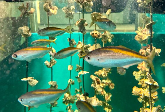 With crappy weather, we visited an aquarium on the island which was quite good.