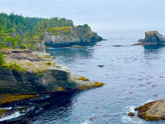 There was an otter in this bay and it was on it's back most of time and it was being chased by seagulls trying to pick up and oysters or clams the otter dropped.