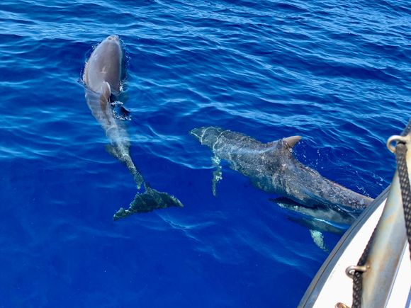 Bottlenose dolphins 
