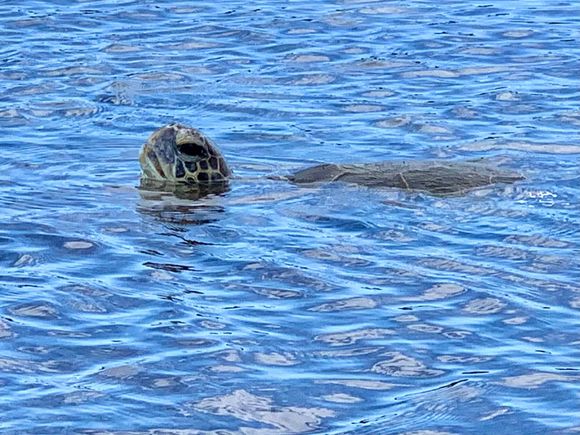 Endangered Green Sea Turtle 