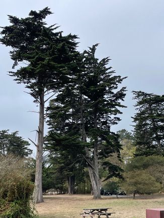 A group of great trees in the campground