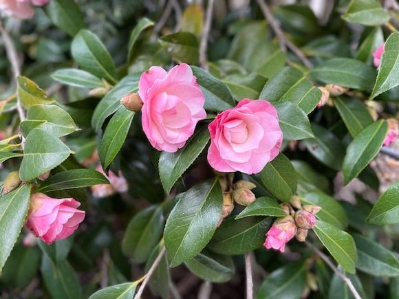 Camellias are flowering 