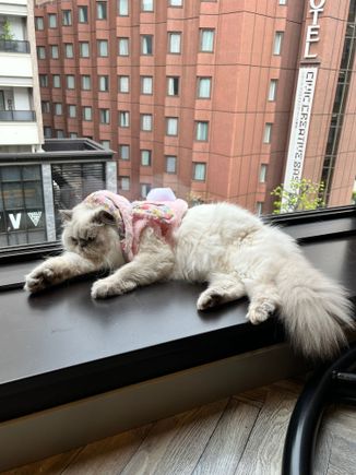 You can see our hotel from the window of the cat cafe (the red brick bldg)