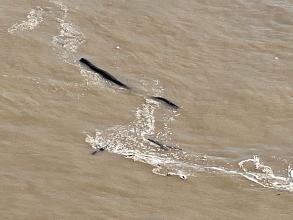 Floating hazzards in the Mississippi River. I can see why they call this river Big Muddy.