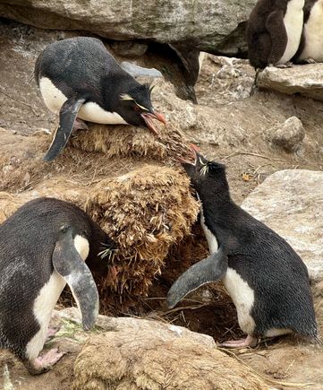 Rockhopper penguins disagreeing about something!