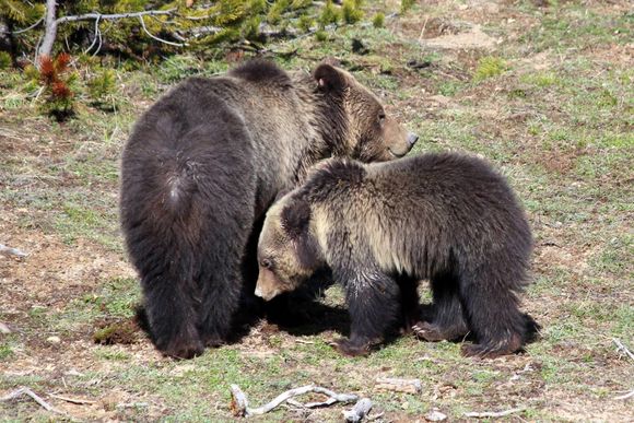For Zig. Nate took these photos in Yellowstone a few years  ago. I’ve never seen a grizzly there. He also saw a wolf pack. 