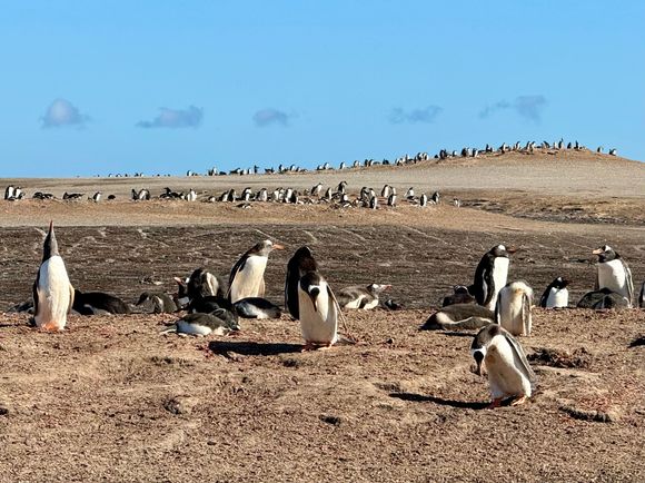 A colony of Gentoo penguins for as far as the eye can see.