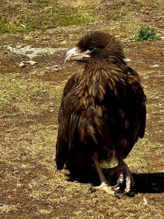 Striated Caracara