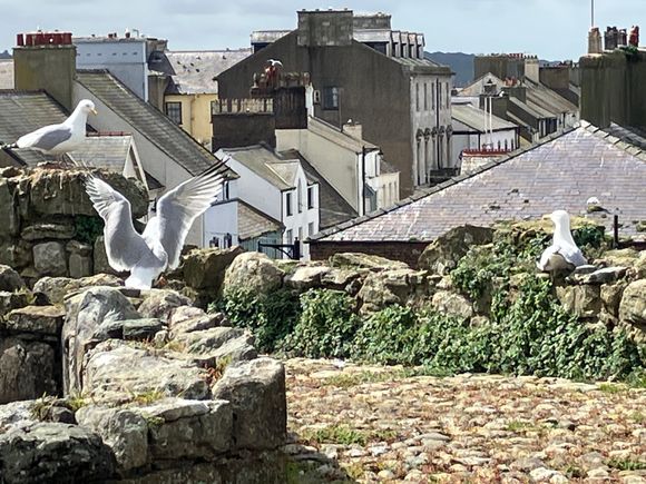Beaumaris castle - walls with city in background and gulls