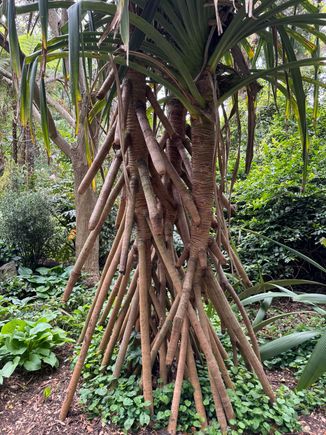 And interesting tree!