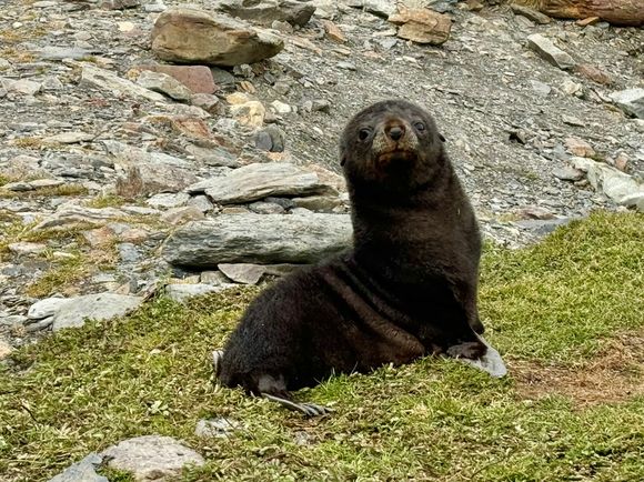 The fur seal pups are adorable 