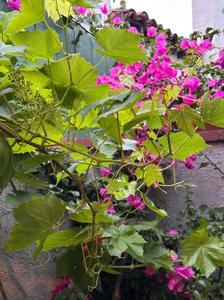 Bougainvillea and grape leaves