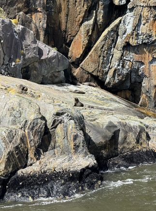 Seals sunning themselves on the rocks. 