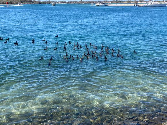 Flotilla of ducks in the Broadwater 