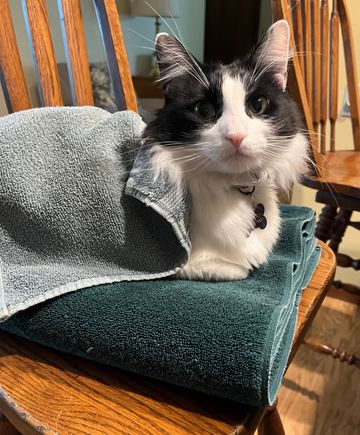 Helping fold towels while mom plays Words With Friends with a Fodorite in New Zealand 🎂 
