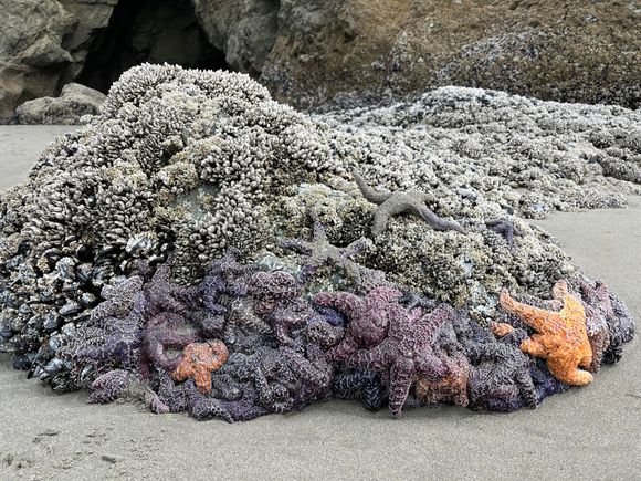 Everywhere you look there are sea stars and mussels and barnacles exposed during low tide