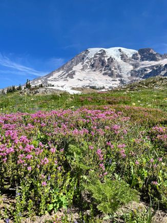 Lots of wildflowers, but I was told it's nowhere near peak 