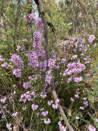Spring native flowers 