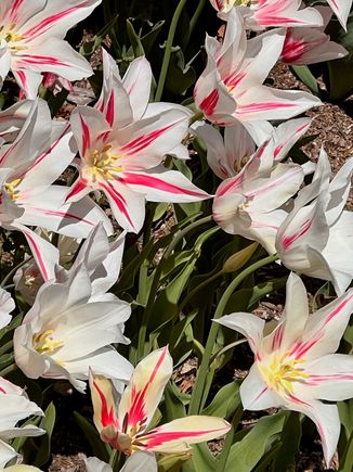 Descanso Garden - Tulip Garden