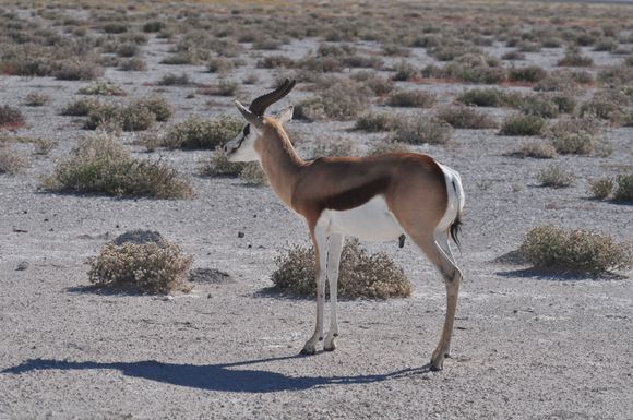 Favourite prey of the cheetahs