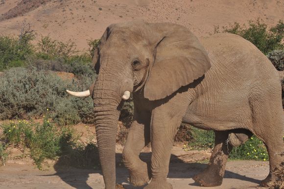 Initially, an adventurous bull ventured far south; he was named “Voortrekker”, meaning “first walker”. Later he brought breeding herds, and now the Ugab River area has become home to approximately 31 elephants.