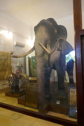 Raja the elephant