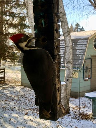 Pilliated Woodpecker