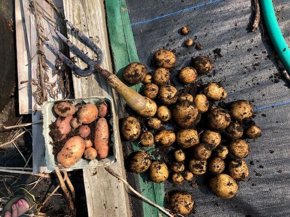 Russet in the container and Yukon Gold on the right