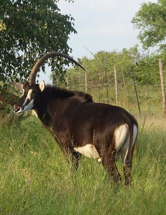 A sable antelope with one horn.