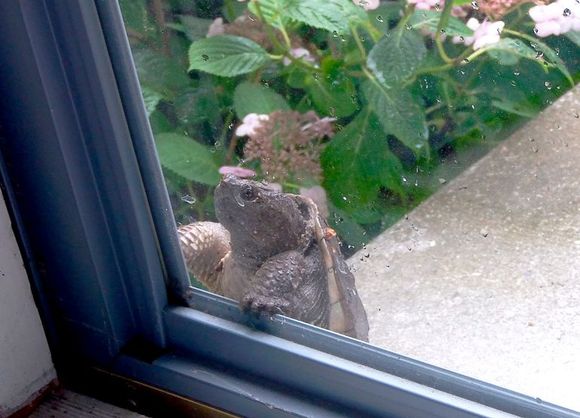 This guy got his claw caught in the storm door. Neighbor released him.