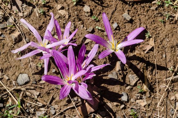 Mountain flora. Also seen were the Edelweiss species 'Leontopodium Alpinum.'