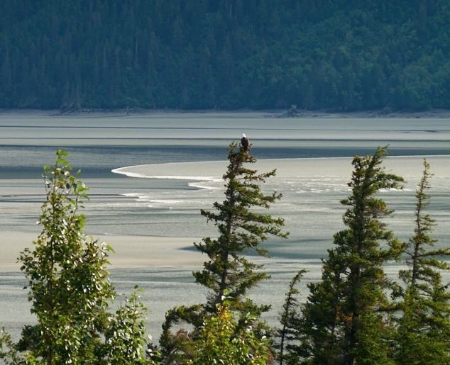 Taken at Bird Point, which you mention in your Bird to Gird trail comments. The front edge of the bore tide. Note bald eagle sitting in the center tree.